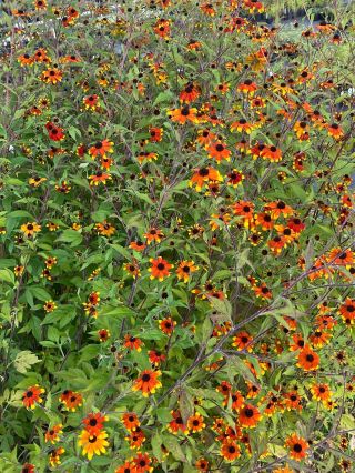 Rudbeckia triloba 'Prairie Glow'