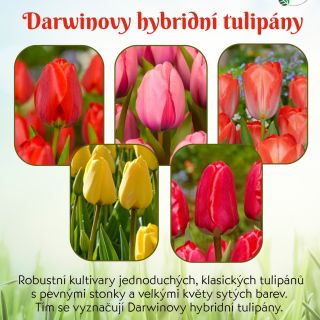 Příprava na jarní sezónu by se neměla podcenit. Tulipány jsou důležitým doplňkem vašich zahrad. Naskladnili jsme pro vás...